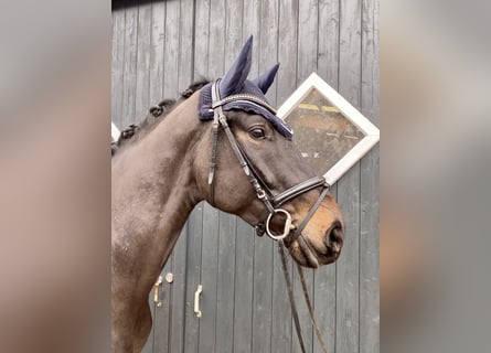 Hanoverian, Gelding, 5 years, 17 hh, Smoky-Black