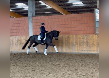 Hanoverian, Gelding, 5 years, 17 hh, Smoky-Black