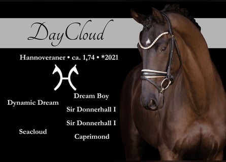 Hanoverian, Gelding, 5 years, 17 hh, Smoky-Black