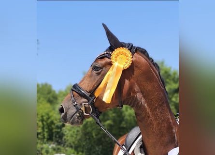 Hanoverian, Gelding, 5 years, 17,1 hh, Brown