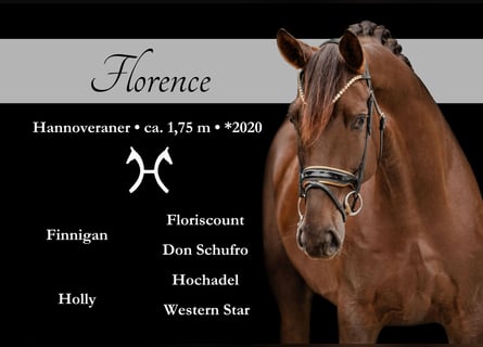Hanoverian, Gelding, 5 years, 17,1 hh, Chestnut