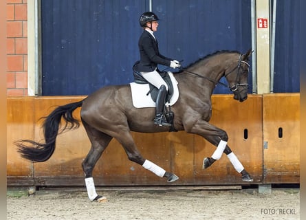 Hanoverian, Gelding, 5 years, 17,2 hh, Black