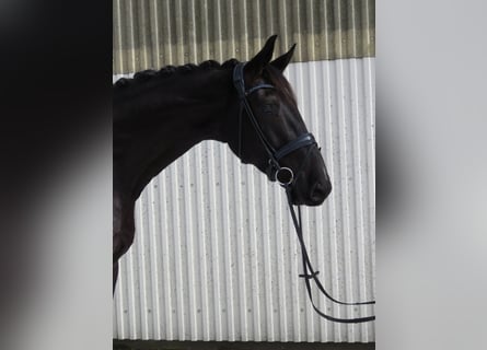 Hanoverian, Gelding, 5 years, 18 hh, Black