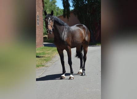 Hanoverian, Gelding, 5 years, 18 hh, Smoky-Black