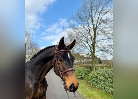 Hanoverian, Gelding, 5 years, Bay-Dark