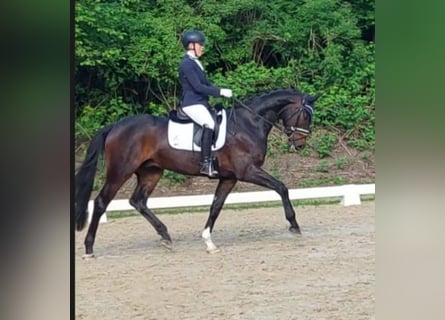 Hanoverian, Gelding, 5 years, Smoky-Black