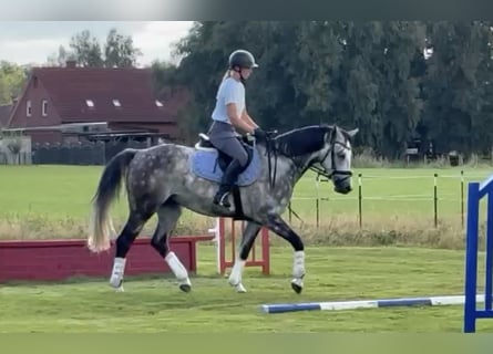 Hanoverian, Gelding, 6 years, 15,1 hh, Grey-Dapple