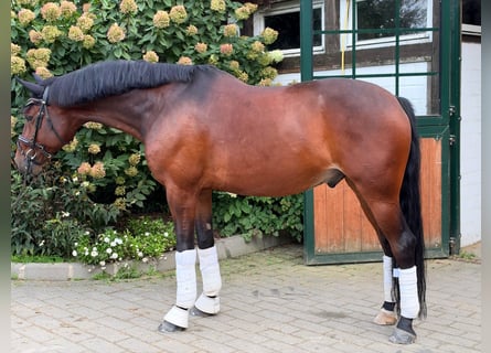 Hanoverian, Gelding, 6 years, 16.1 hh, Bay-Dark