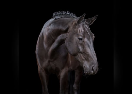 Hanoverian, Gelding, 6 years, 16.1 hh, Black