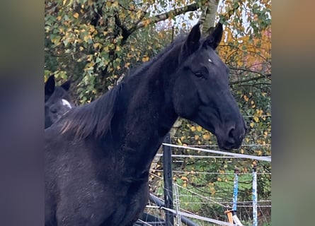 Hanoverian, Gelding, 6 years, 16.1 hh, Black