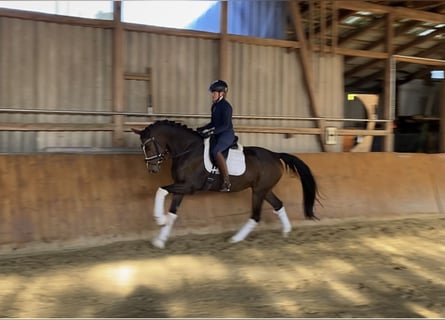 Hanoverian, Gelding, 6 years, 16,1 hh, Brown