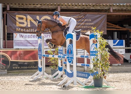 Hanoverian, Gelding, 6 years, 16,1 hh, Brown