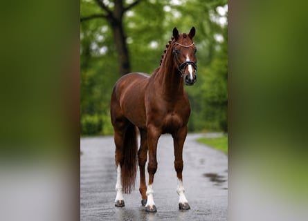 Hanoverian, Gelding, 6 years, 16.1 hh, Chestnut