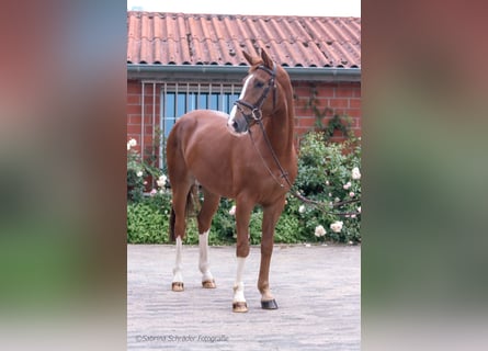 Hannoveraner, Wallach, 6 Jahre, 16,1 hh, Fuchs