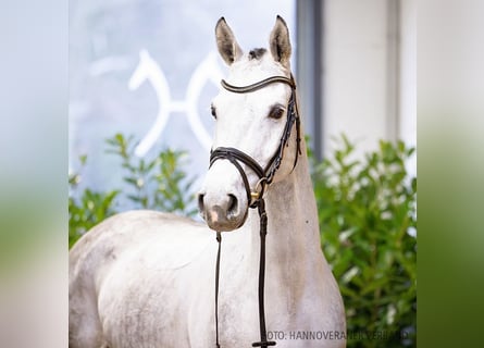 Hanoverian, Gelding, 6 years, 16,1 hh, Gray