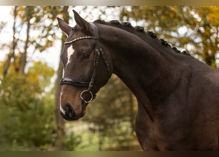 Hanoverian, Gelding, 6 years, 16.2 hh, Bay-Dark