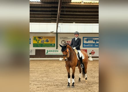 Hanoverian, Gelding, 6 years, 16.2 hh, Brown