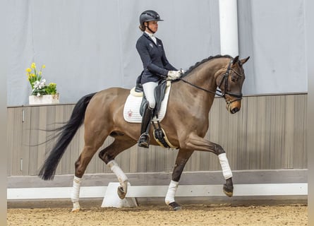 Hanoverian, Gelding, 6 years, 16.2 hh, Brown
