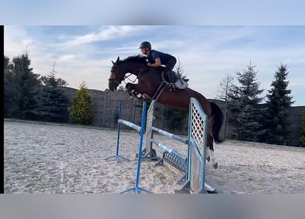 Hanoverian, Gelding, 6 years, 16,2 hh, Brown