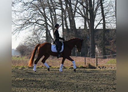 Hanoverian, Gelding, 6 years, 16.2 hh, Chestnut-Red