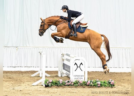 Hanoverian, Gelding, 6 years, 16,2 hh, Chestnut-Red