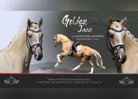 Hanoverian, Gelding, 6 years, 16.2 hh, Palomino