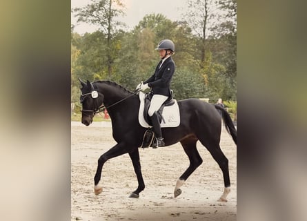 Hanoverian, Gelding, 6 years, 16,2 hh, Smoky-Black