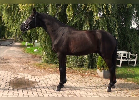 Hanoverian, Gelding, 6 years, 16.3 hh, Black
