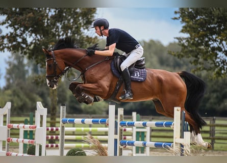 Hanoverian, Gelding, 6 years, 16,3 hh, Brown