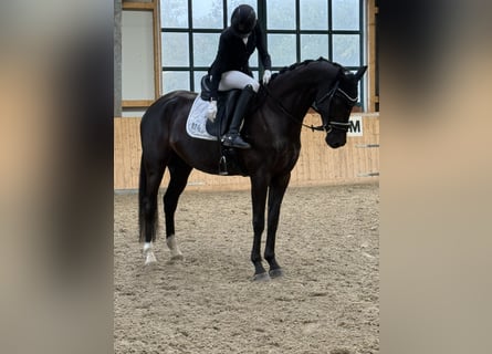 Hanoverian, Gelding, 6 years, 16.3 hh, Smoky-Black