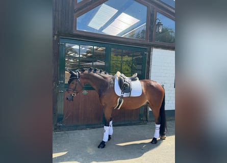 Hanoverian, Gelding, 6 years, 16 hh, Bay-Dark
