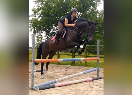Hanoverian, Gelding, 6 years, 16 hh, Bay-Dark