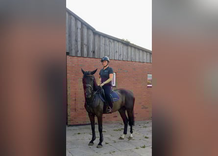 Hanoverian, Gelding, 6 years, 16 hh, Bay-Dark