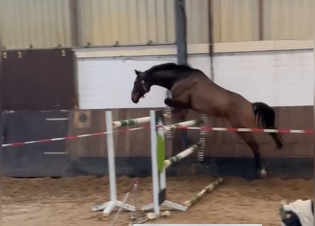 Hanoverian, Gelding, 6 years, 16 hh, Bay-Dark