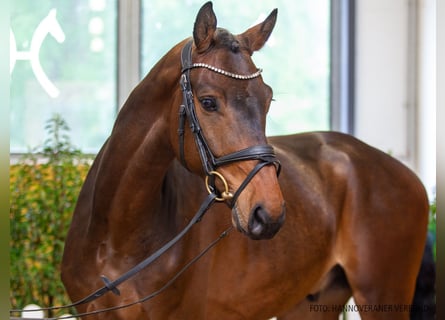 Hanoverian, Gelding, 6 years, 16 hh, Bay-Dark
