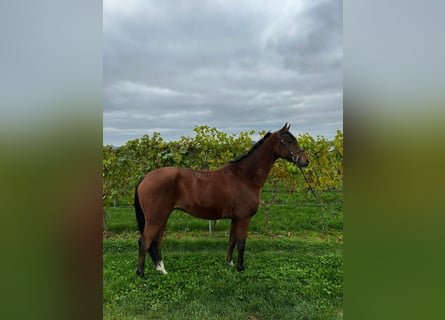 Hanoverian, Gelding, 6 years, 16 hh, Brown