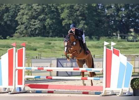 Hanoverian, Gelding, 6 years, 16 hh, Chestnut-Red