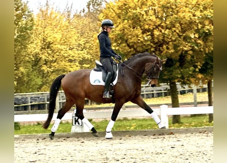 Hanoverian, Gelding, 6 years, 16,1 hh, Bay-Dark