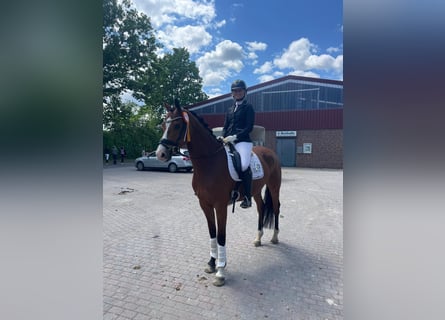 Hanoverian, Gelding, 6 years, 16,1 hh, Brown