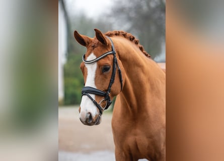 Hanoverian, Gelding, 6 years, 16,1 hh, Chestnut-Red