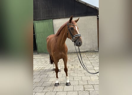 Hanoverian, Gelding, 6 years, 16,1 hh, Chestnut-Red