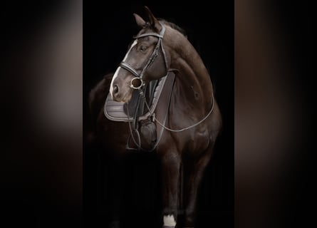 Hanoverian, Gelding, 6 years, 16,2 hh, Black