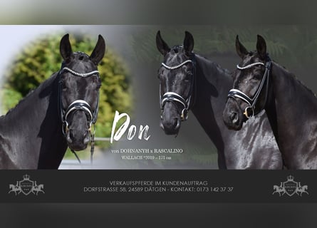 Hanoverian, Gelding, 6 years, 16,2 hh, Black