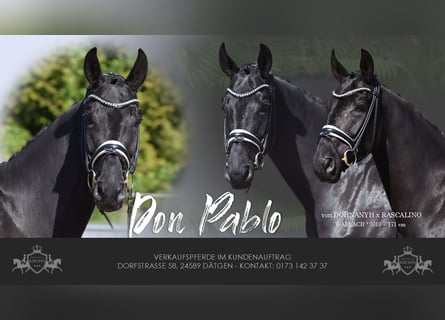 Hanoverian, Gelding, 6 years, 16,2 hh, Black