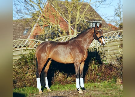 Hanoverian, Gelding, 6 years, 16,2 hh, Brown