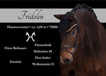 Hanoverian, Gelding, 6 years, 16,2 hh, Brown