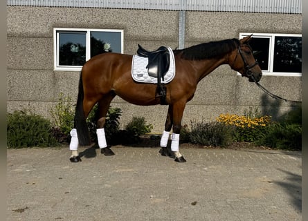 Hanoverian, Gelding, 6 years, 16,2 hh, Brown