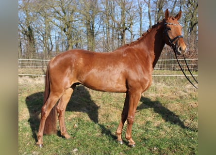 Hanoverian, Gelding, 6 years, 16,2 hh, Chestnut-Red