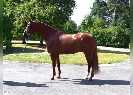 Hanoverian, Gelding, 6 years, 16,2 hh, Chestnut-Red