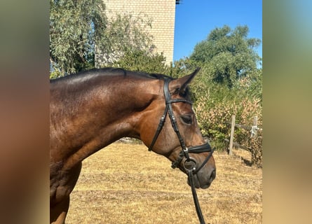 Hanoverian, Gelding, 6 years, 16,2 hh, Chestnut